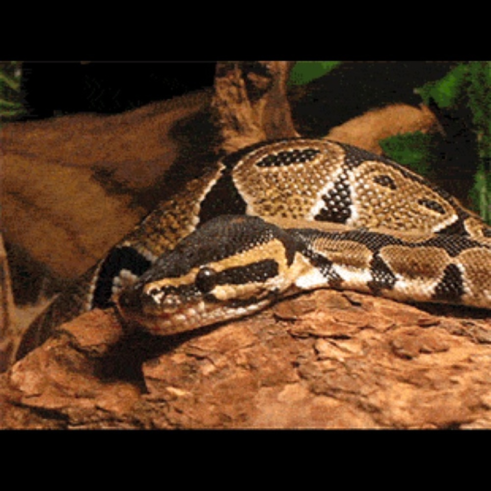 Meet your Posher, Alora